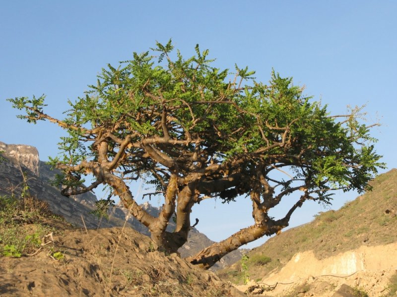 Arbol boswellia